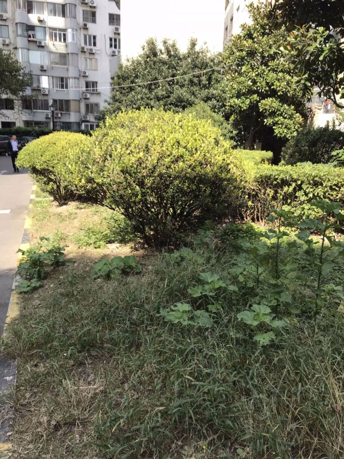 上海明珠花苑(浦东)小区_明珠花苑(浦东)小区null