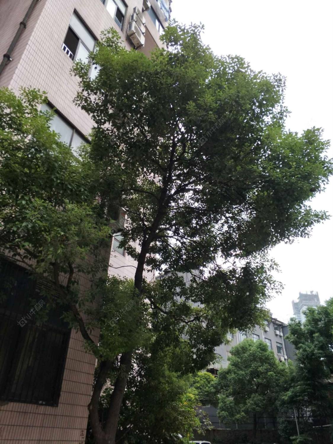 上海景泰大楼小区_景泰大楼小区null