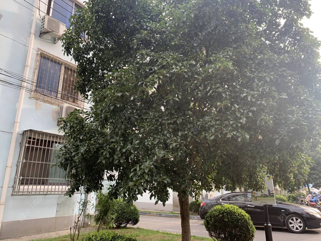 上海南苑五村东区小区_南苑五村东区小区null