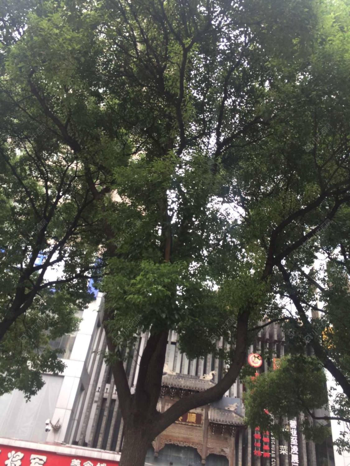 上海延武机电大楼小区_延武机电大楼小区null