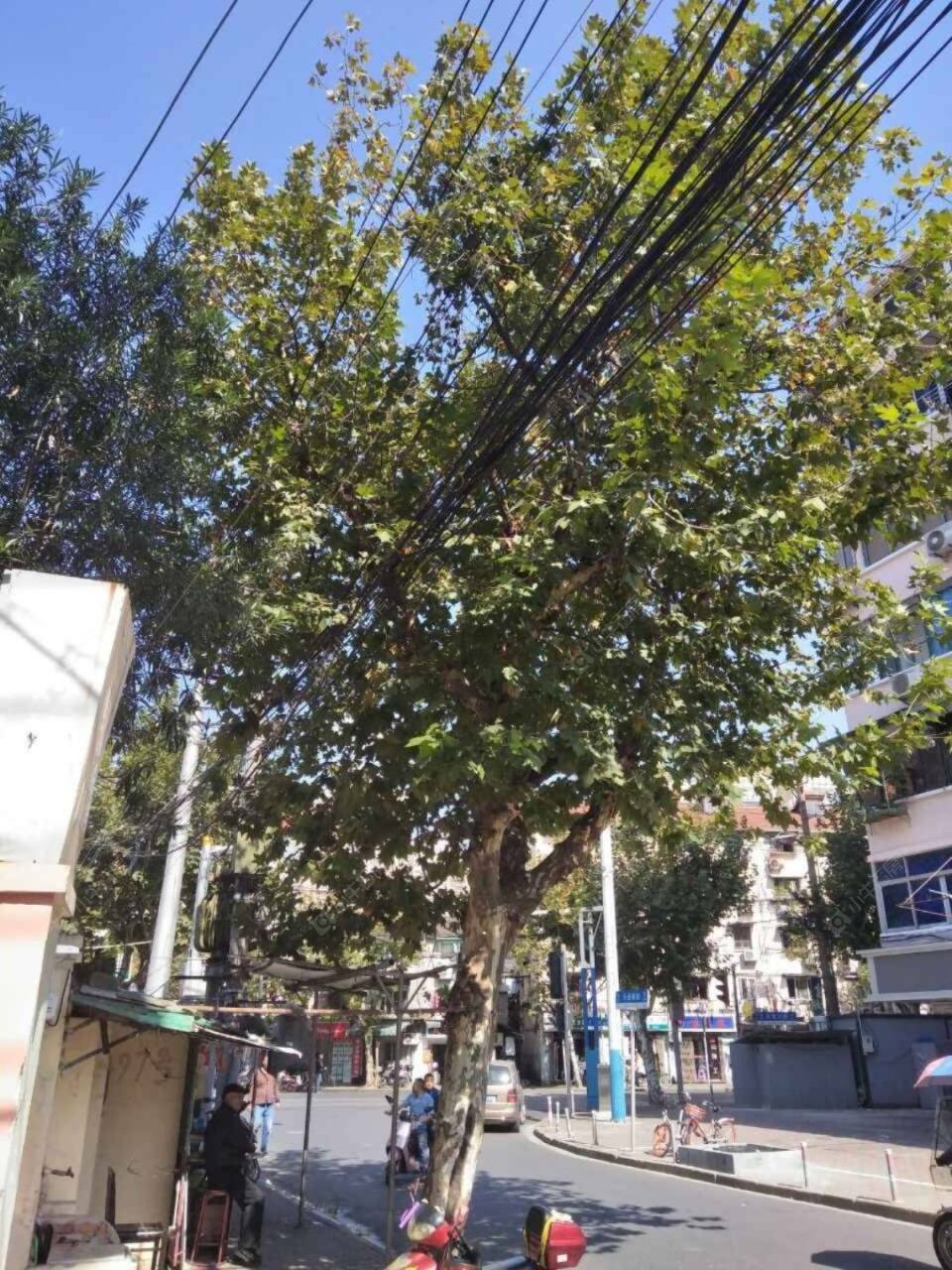 上海天通庵路491弄小区_天通庵路491弄小区null