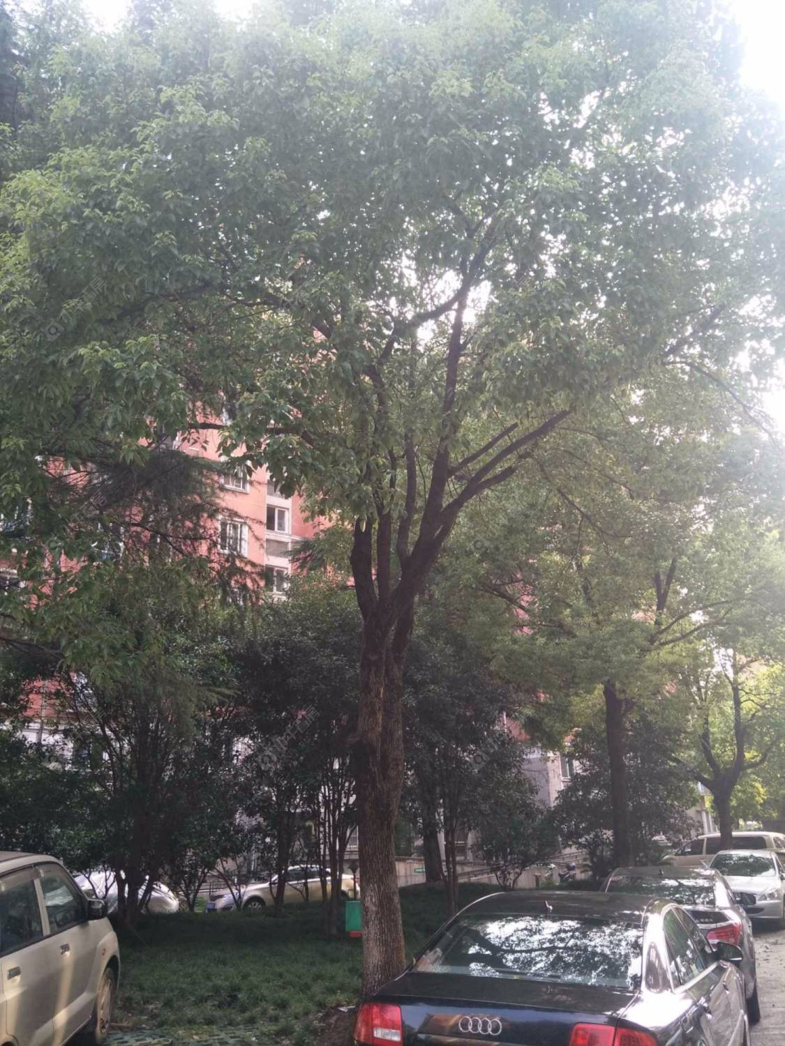 上海文化花园清华苑小区_文化花园清华苑小区null