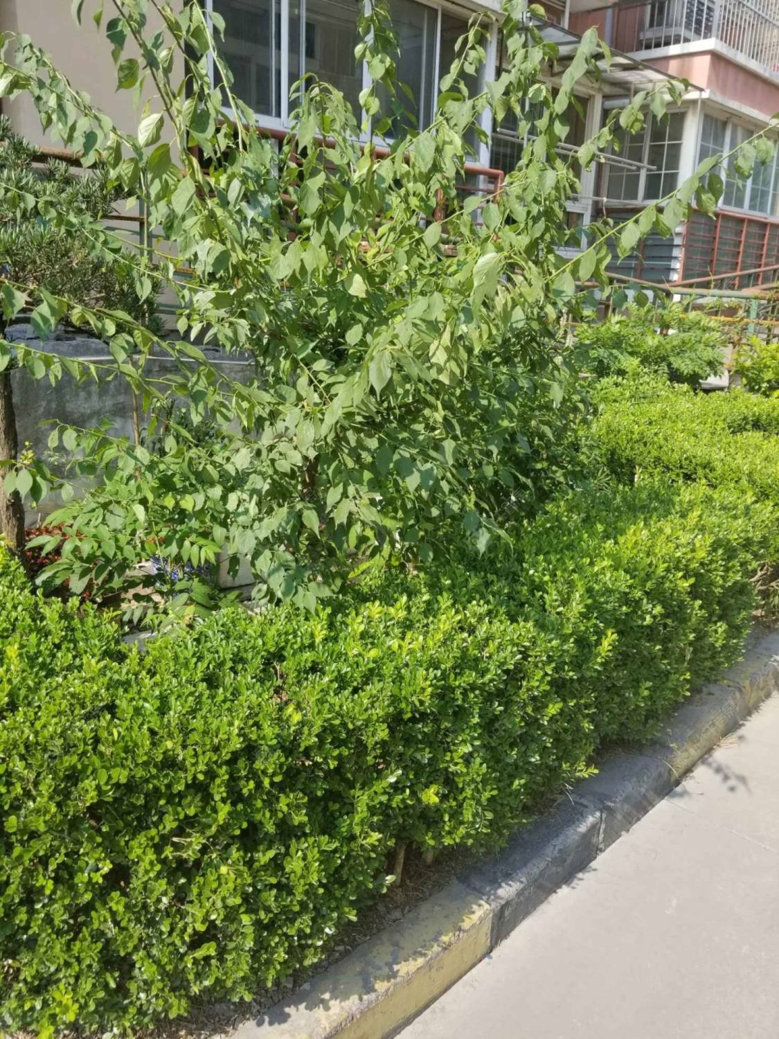 上海百乐公寓(浦东)小区_百乐公寓(浦东)小区null