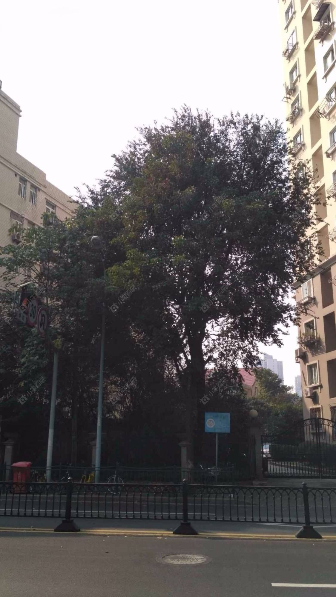 上海绿叶公寓小区_绿叶公寓小区null