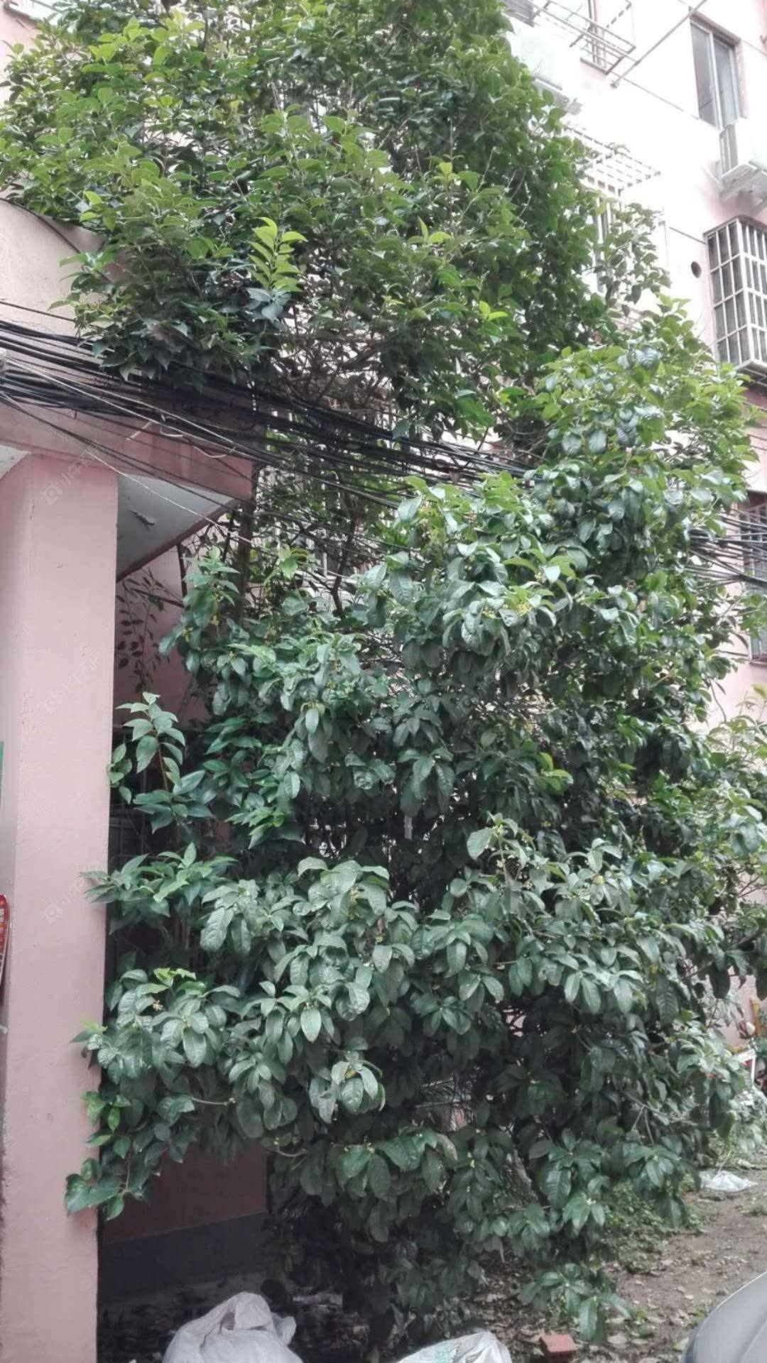 上海程家桥路218弄小区_程家桥路218弄小区null