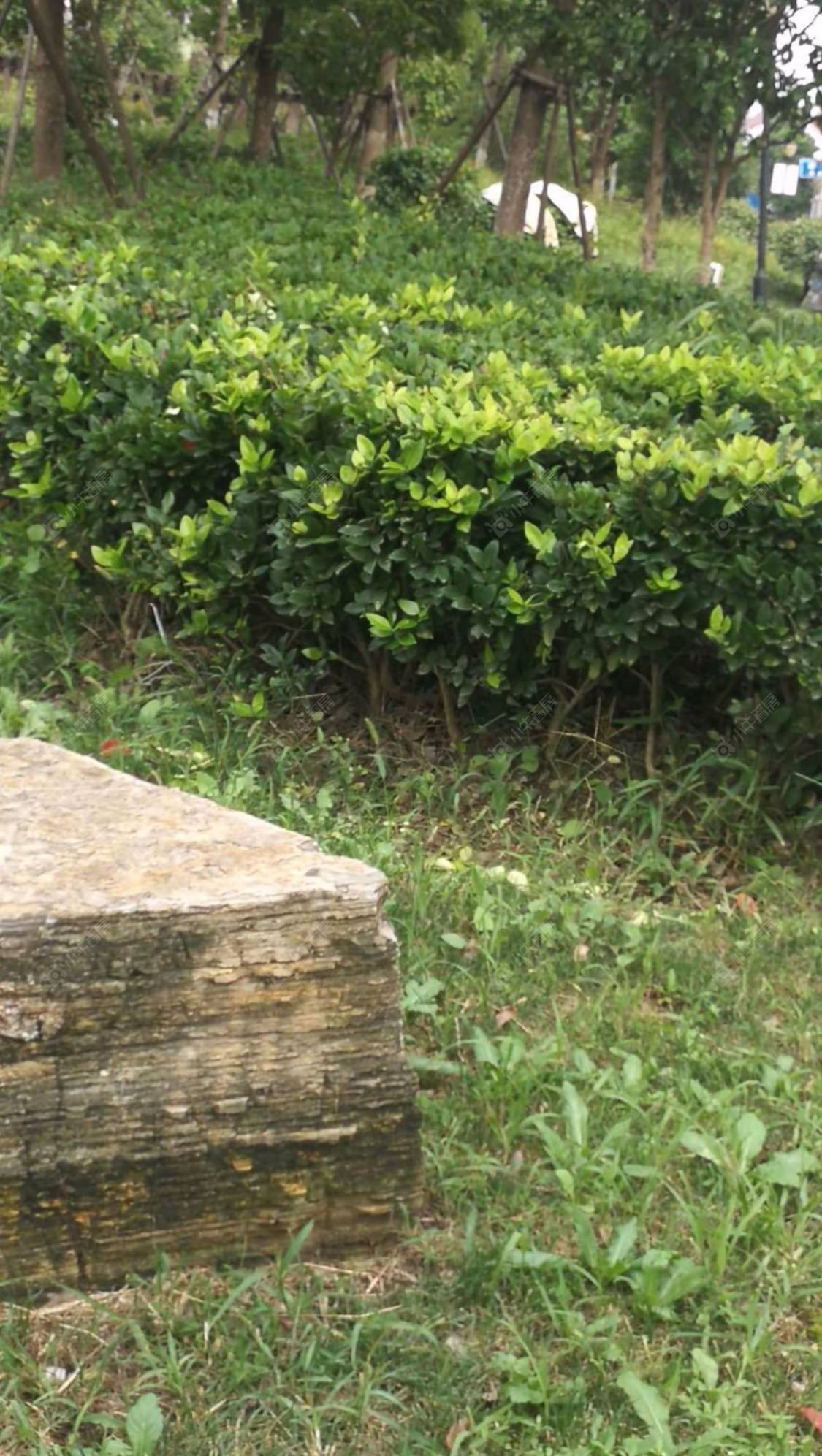 上海聚缘中庭小区_聚缘中庭小区null