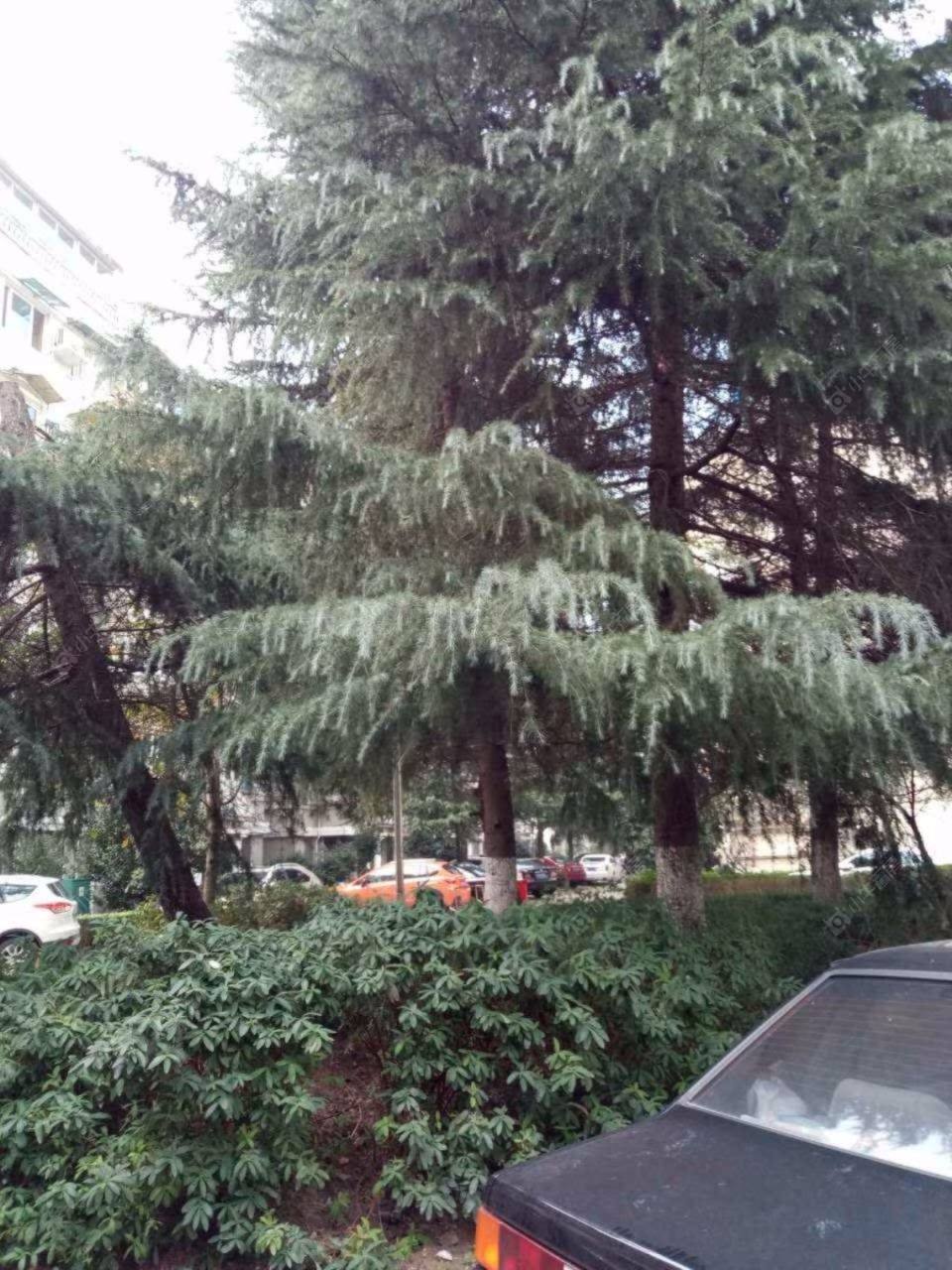 上海南华苑80弄小区_南华苑80弄小区实景图