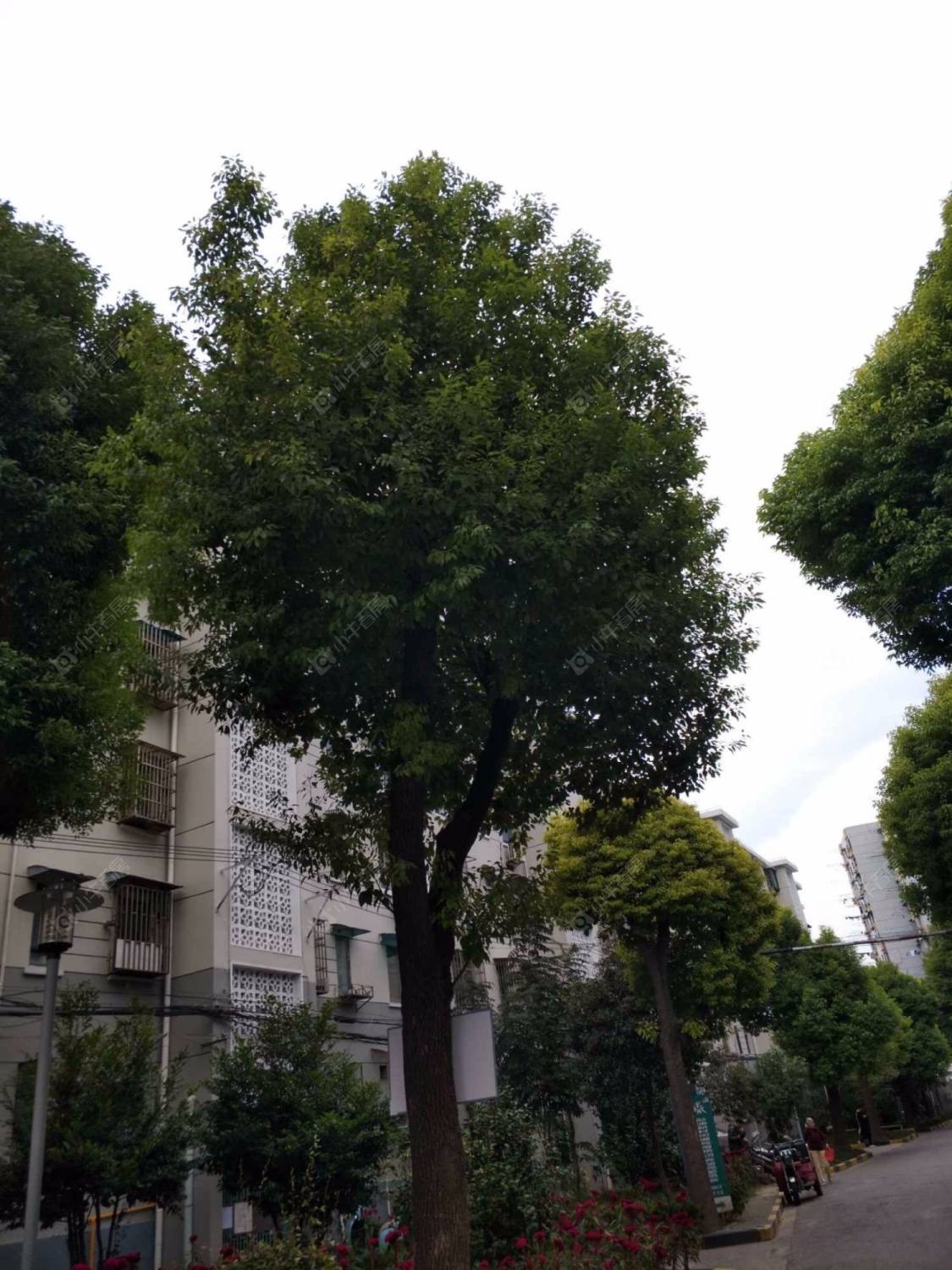 上海岭南小区北区小区_岭南小区北区小区null