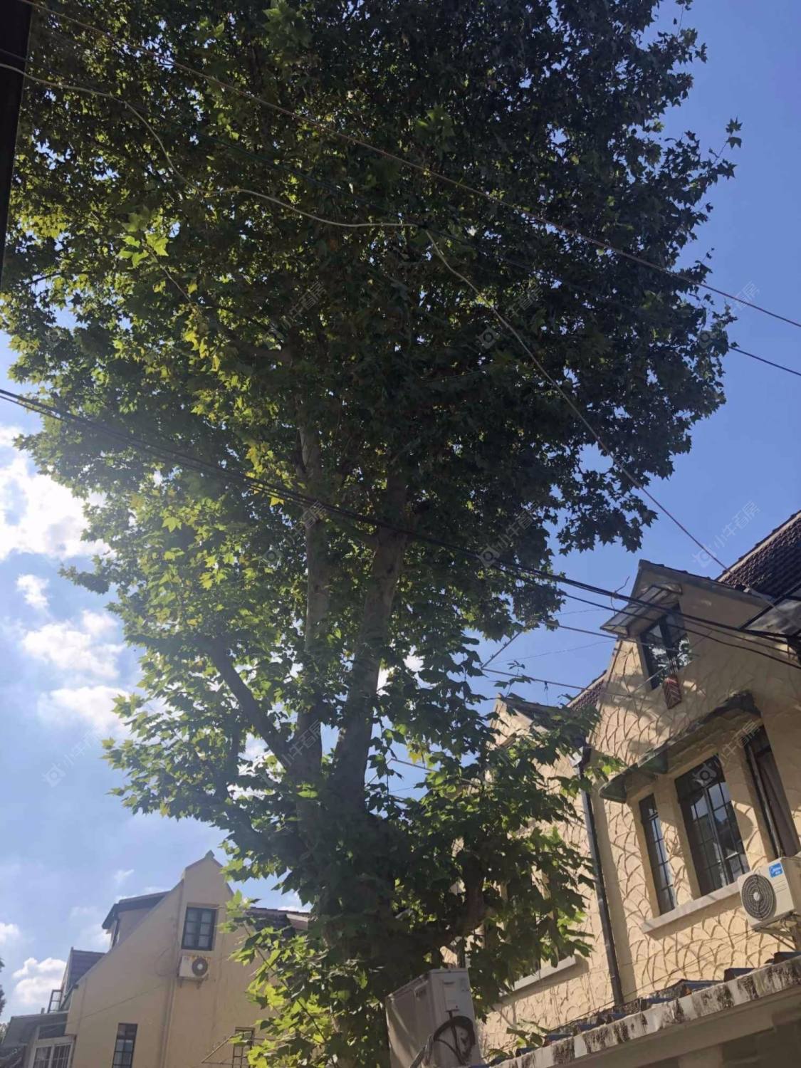 上海永嘉路495弄小区_永嘉路495弄小区null