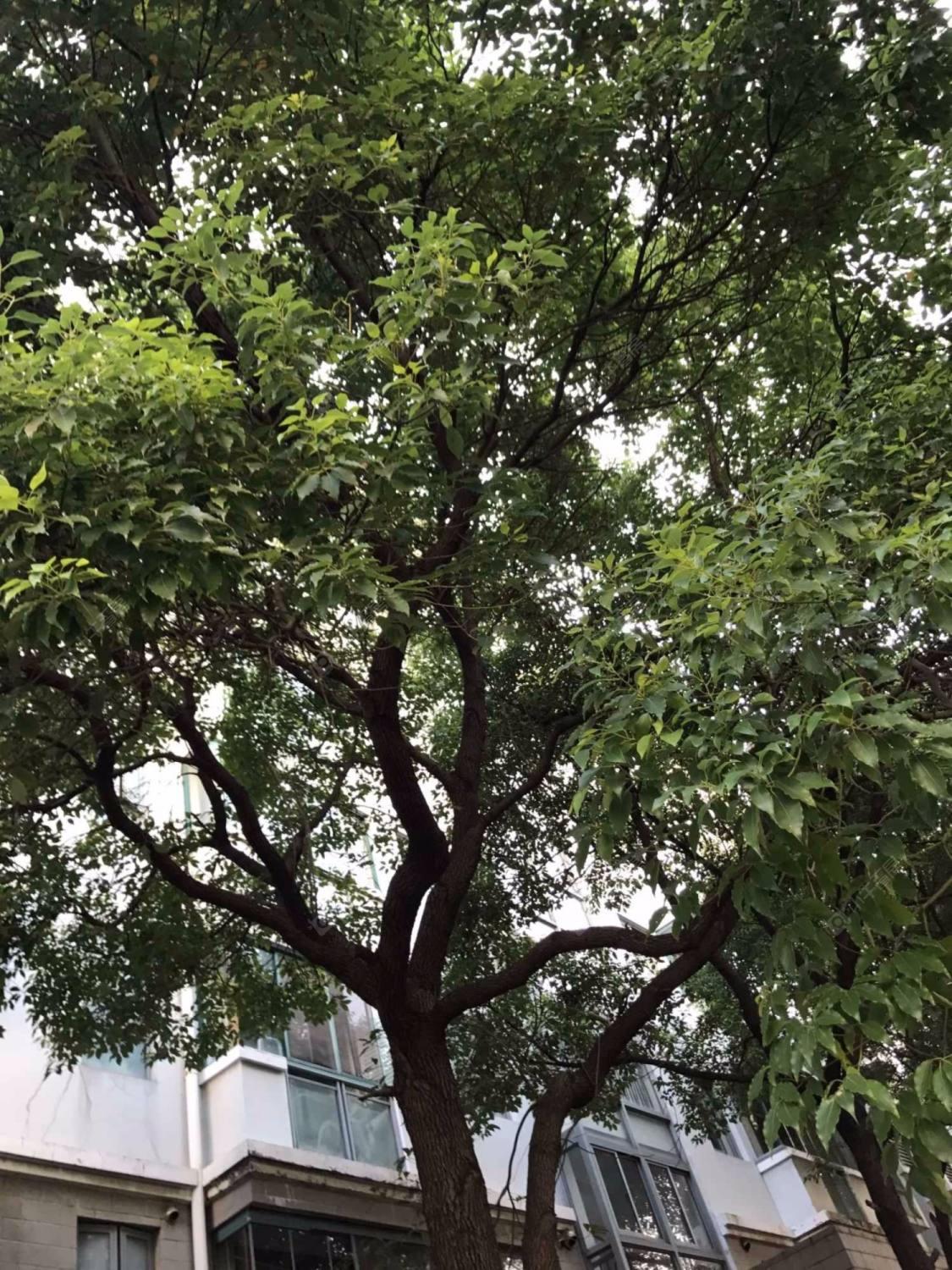 上海古龙公寓小区_古龙公寓小区null