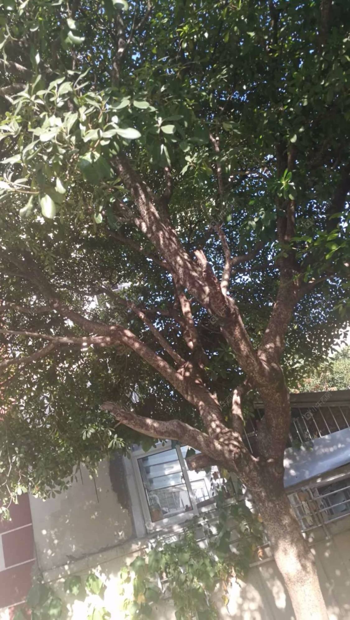 上海梅陇二村小区_梅陇二村小区null