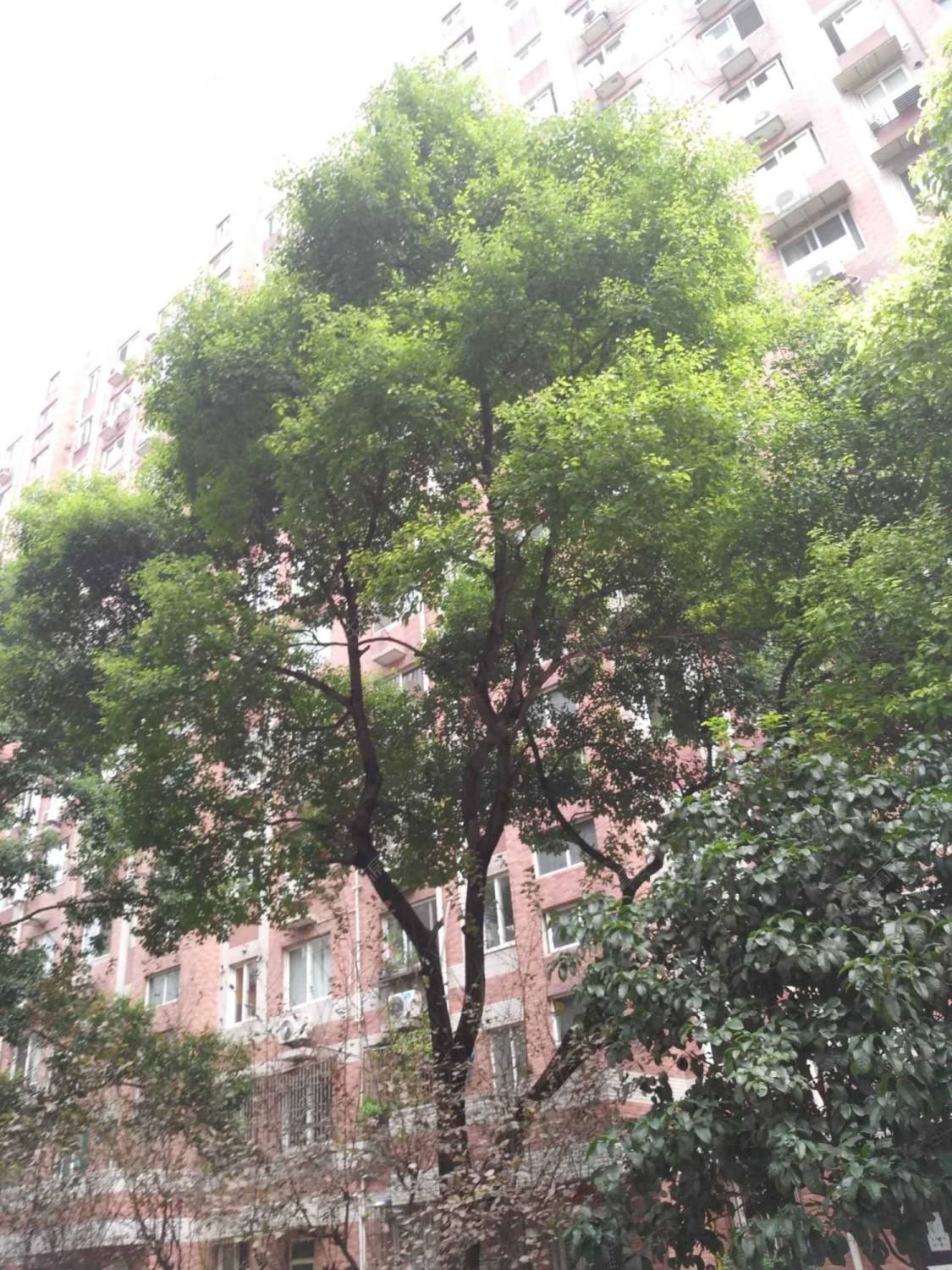 上海新安公寓小区_新安公寓小区null