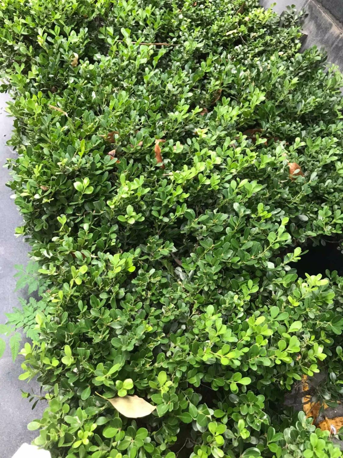 上海怡景苑小区_小牛看房