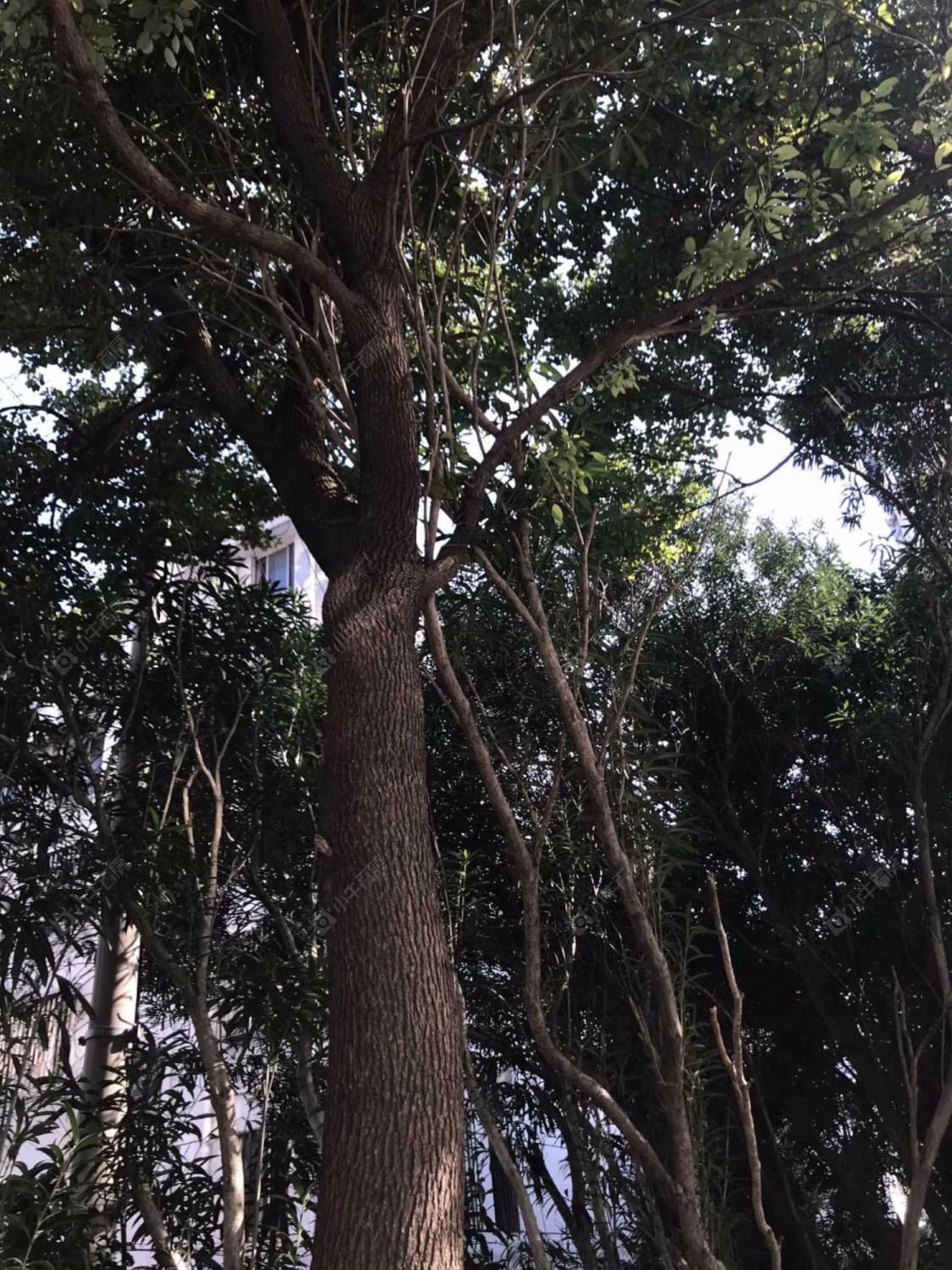 上海东莲大厦小区_东莲大厦小区null