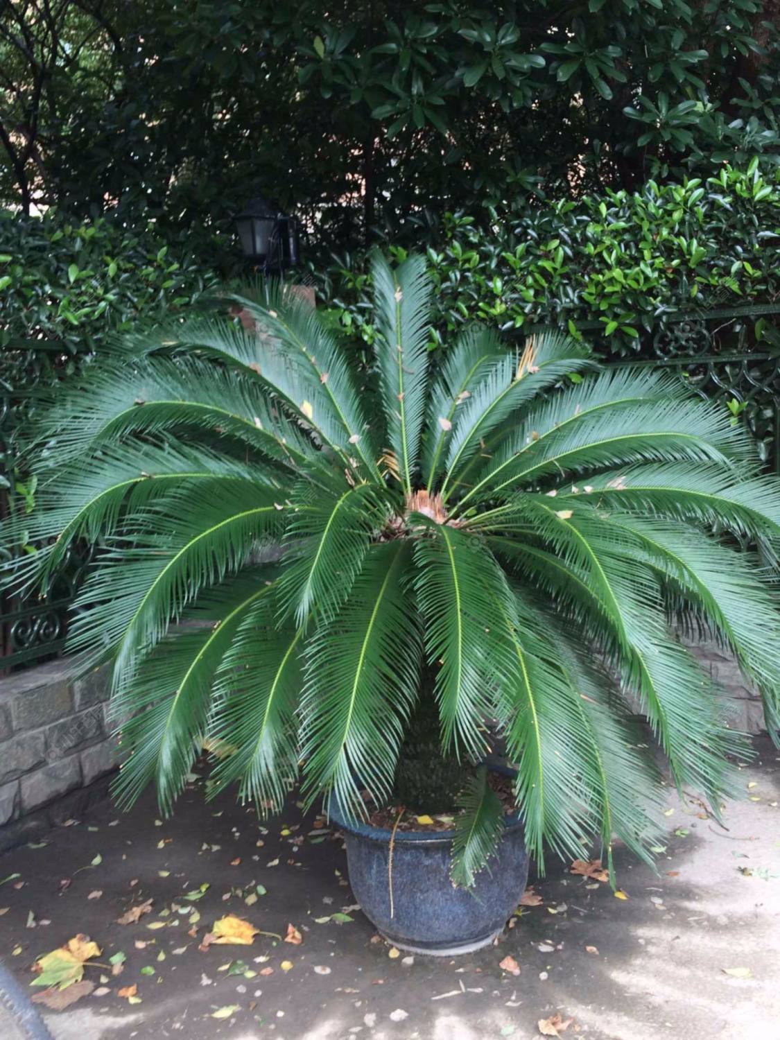 上海碧云国际社区晓园小区_碧云国际社区晓园小区null