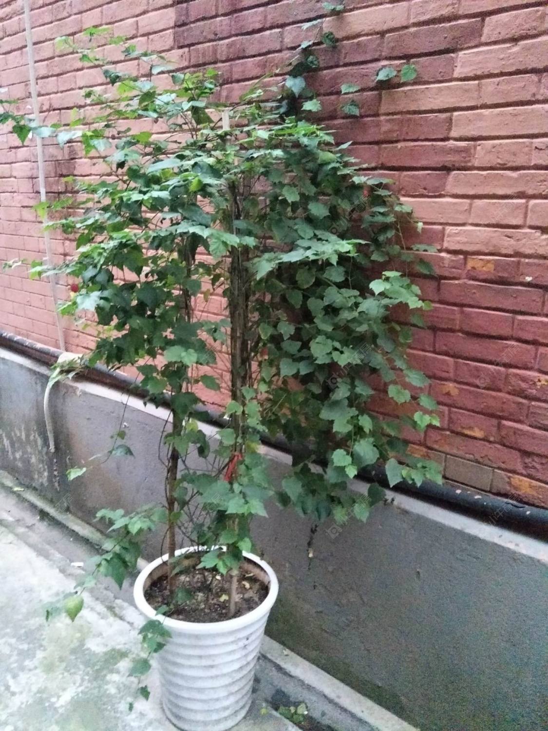 上海四达里小区_四达里小区null