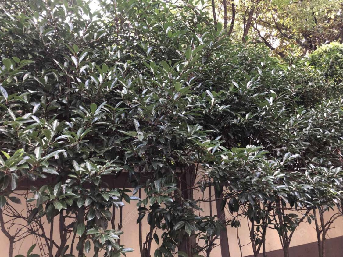 上海丁家弄小区小区_丁家弄小区小区null