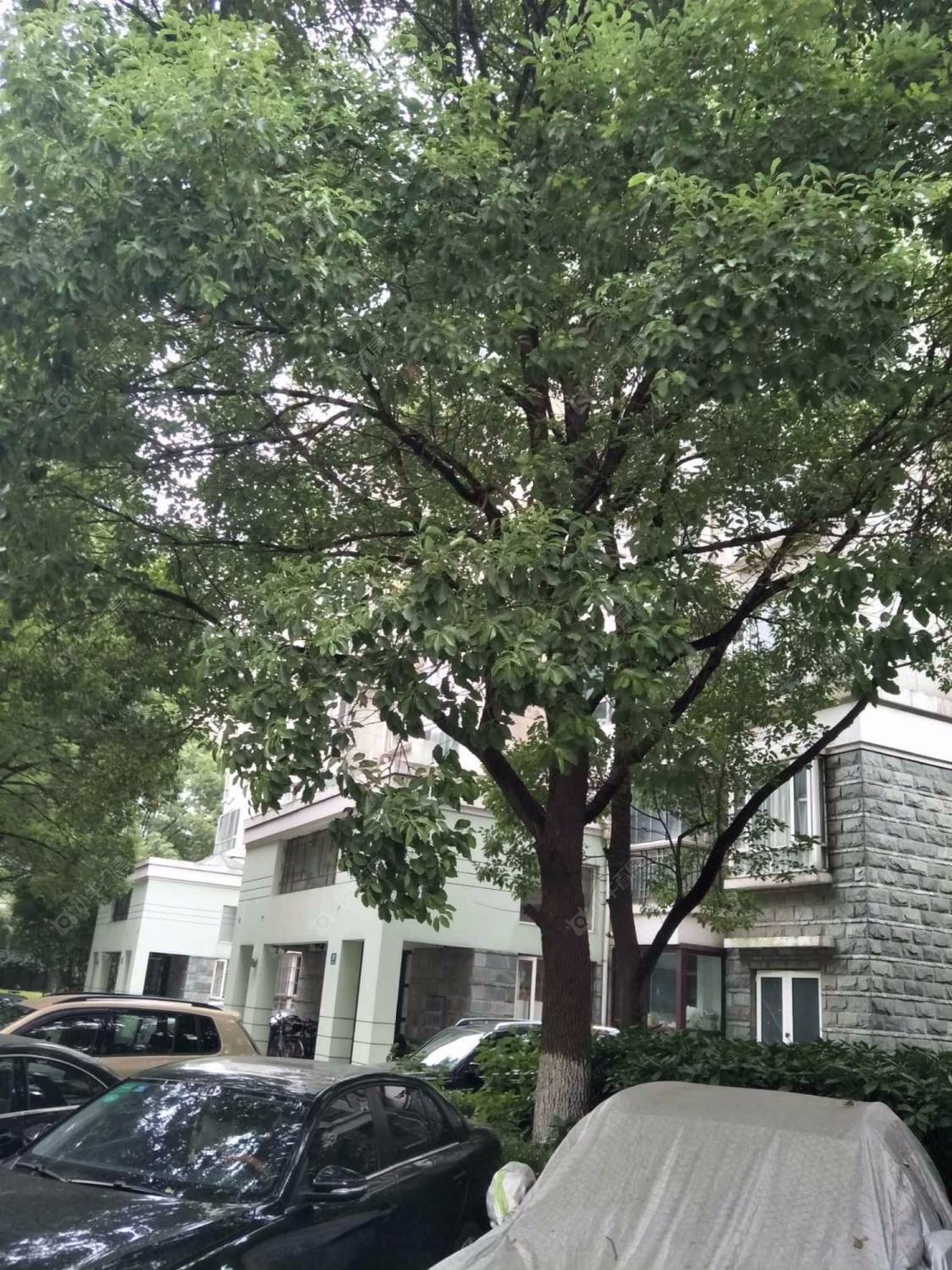 同济绿园封面图_小牛看房