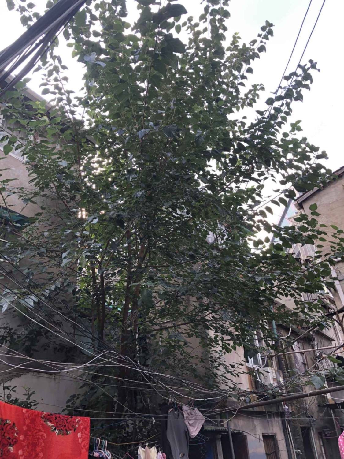 上海牛庄路641弄小区_牛庄路641弄小区null