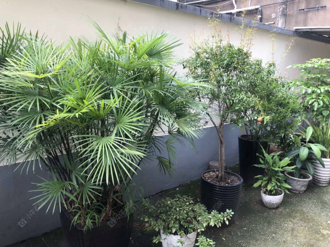 上海永嘉路636弄小区_永嘉路636弄小区null