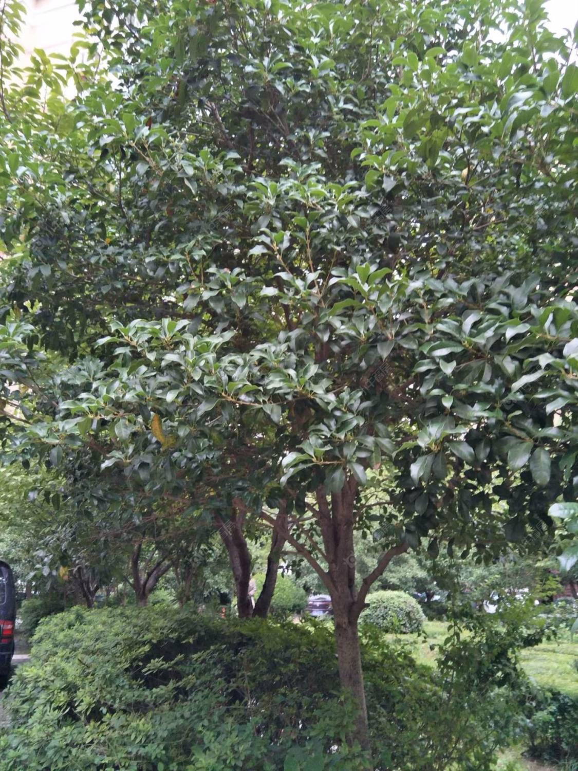 上海欧洲凯城园小区_欧洲凯城园小区null