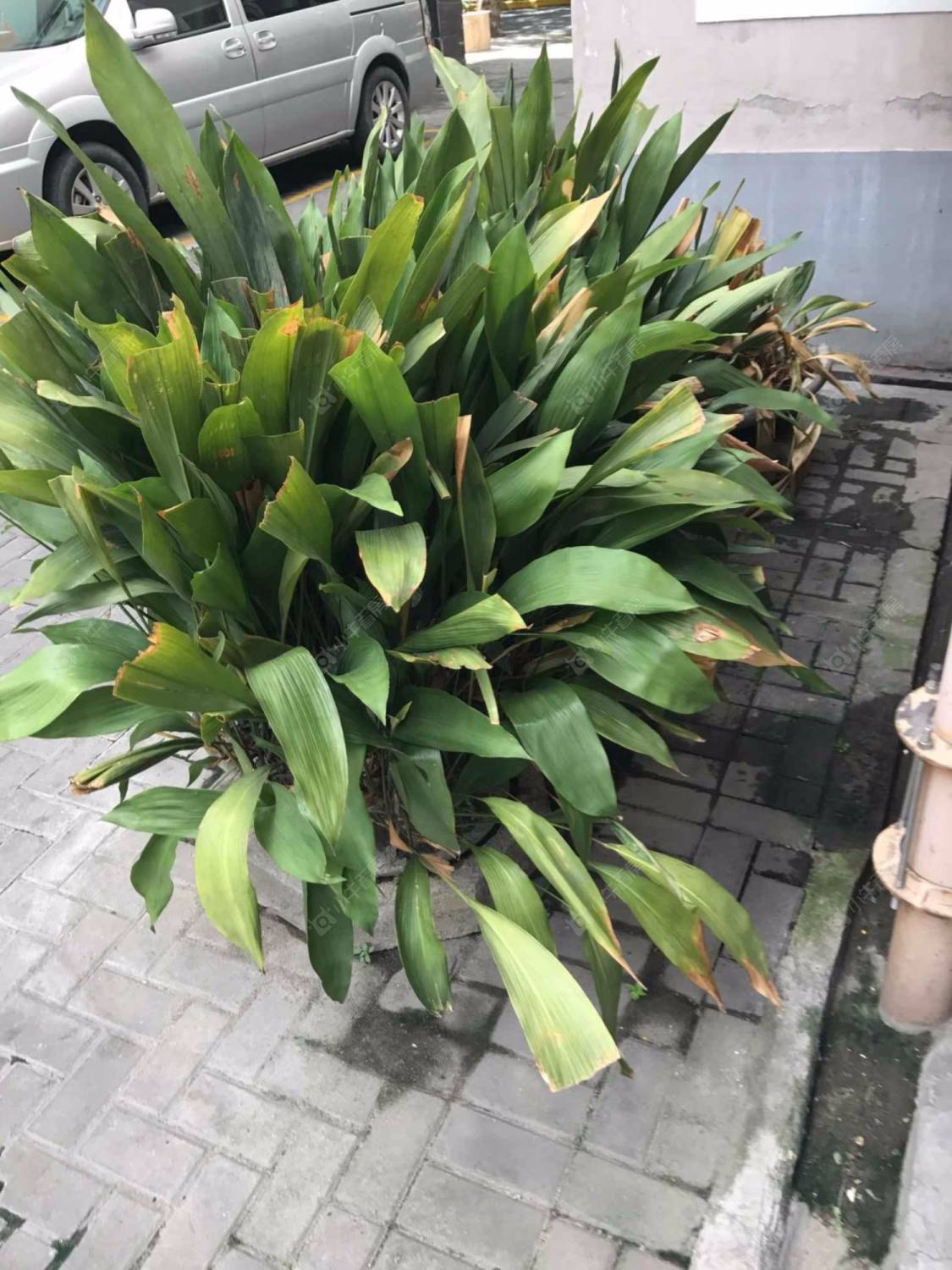 上海绿杨村小区_绿杨村小区null