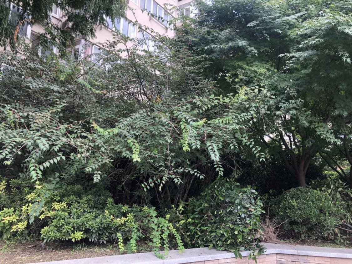 上海虹桥路971弄小区_虹桥路971弄小区null