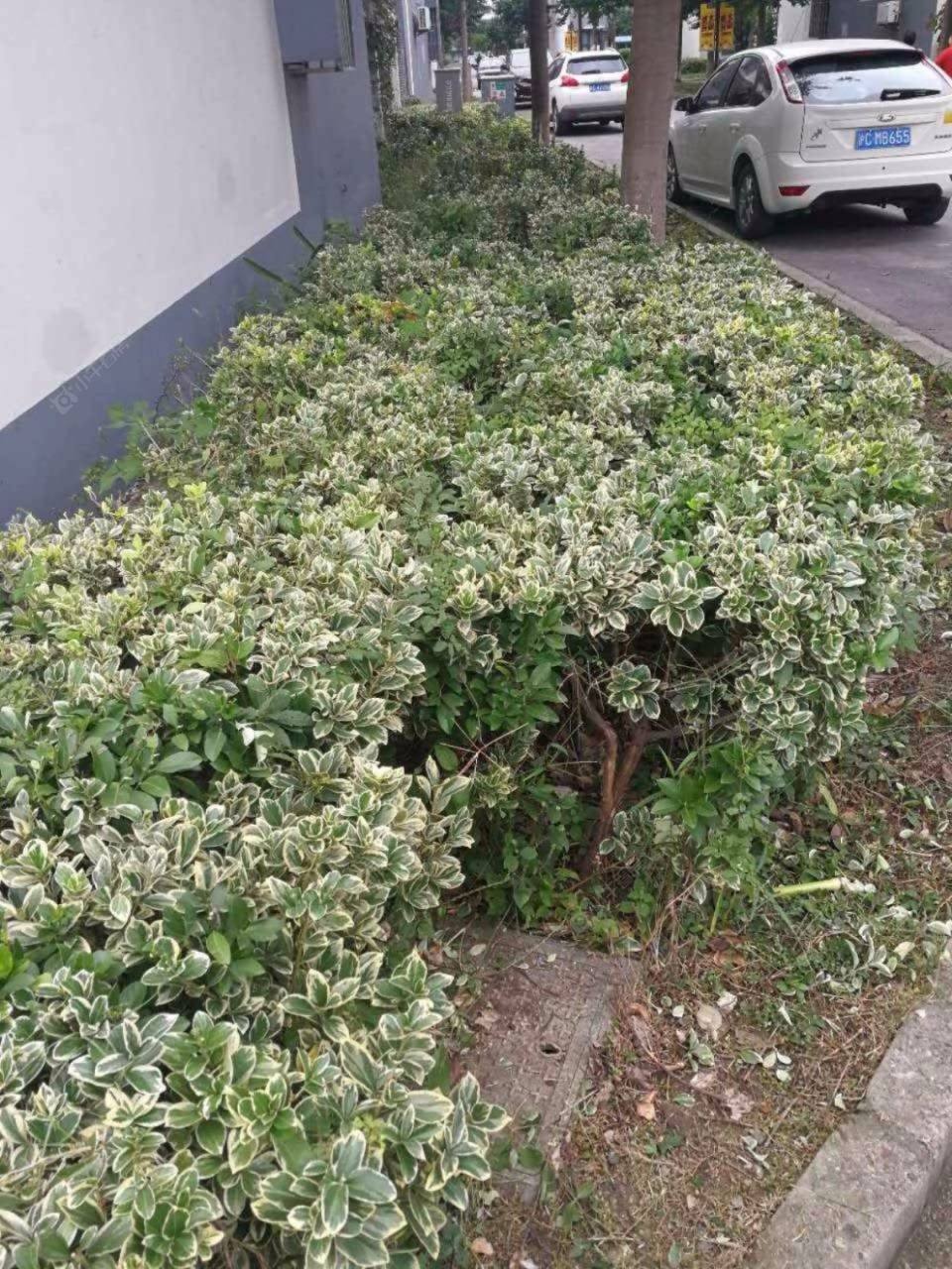 上海泰安公寓二期小区_泰安公寓二期小区null