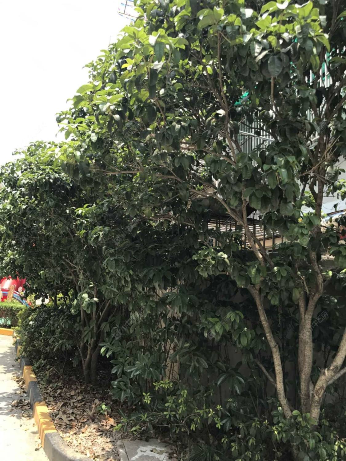 上海虹储小区小区_虹储小区小区null