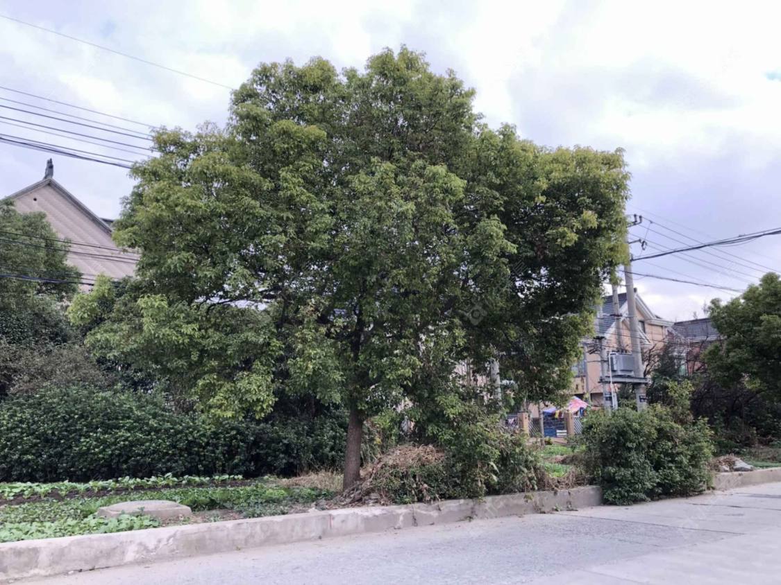 上海钱家小区小区_钱家小区小区null