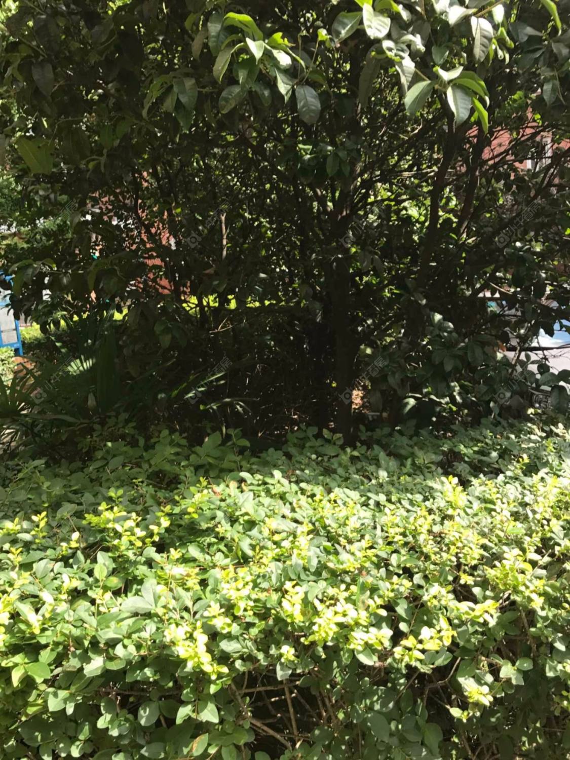 上海银华苑(静安)小区_银华苑(静安)小区null