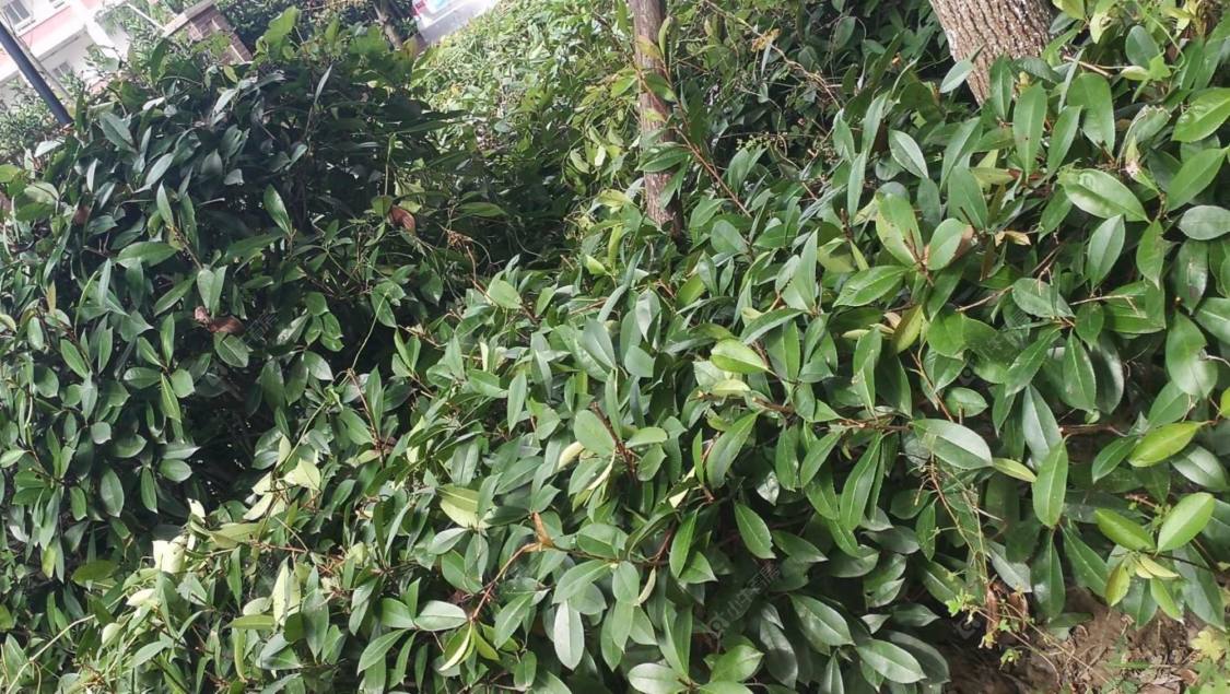 上海聚缘中庭小区_聚缘中庭小区null