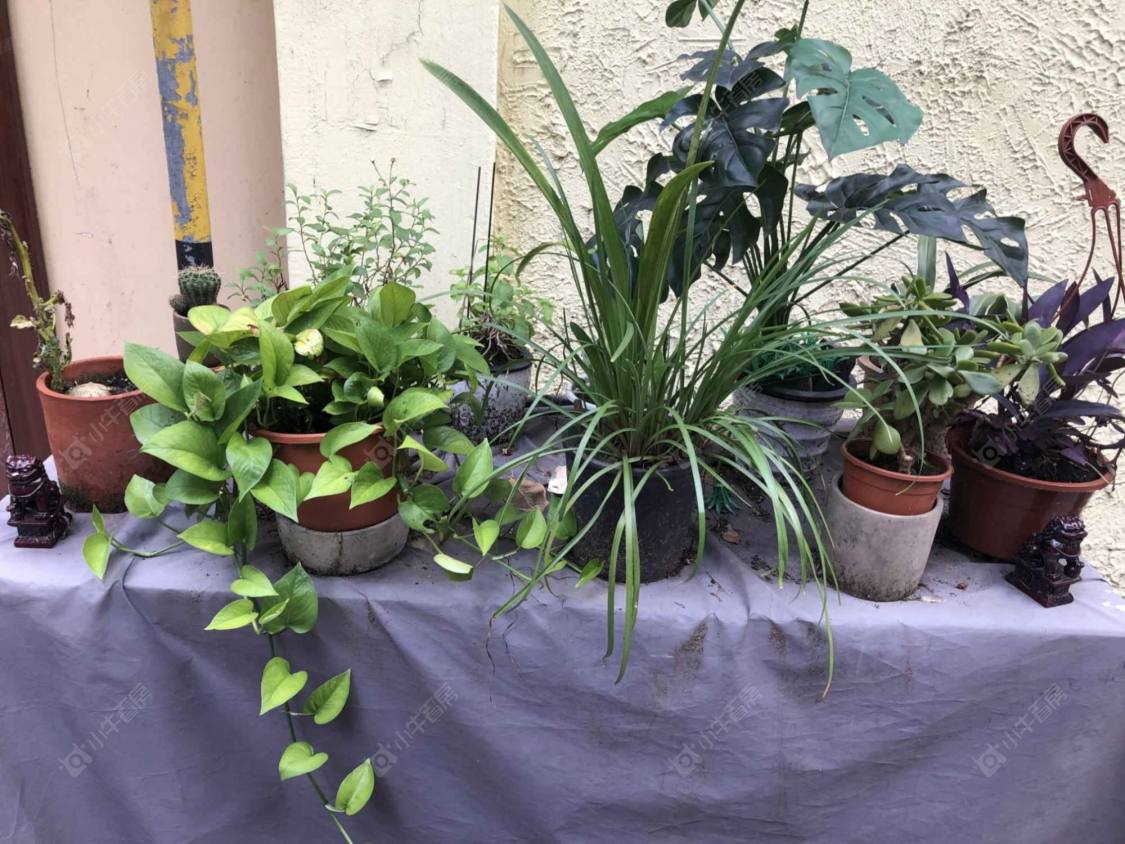 上海太原路305弄小区_太原路305弄小区null