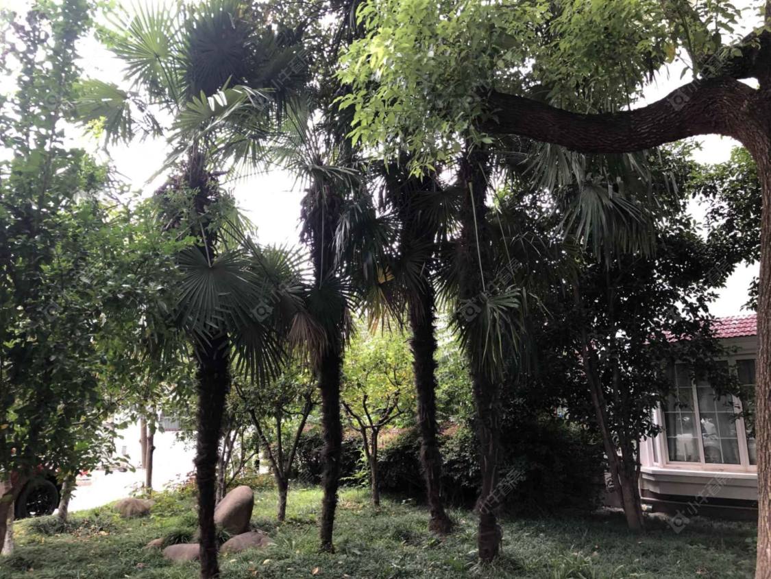 上海西郊名邸858弄小区_西郊名邸858弄小区null