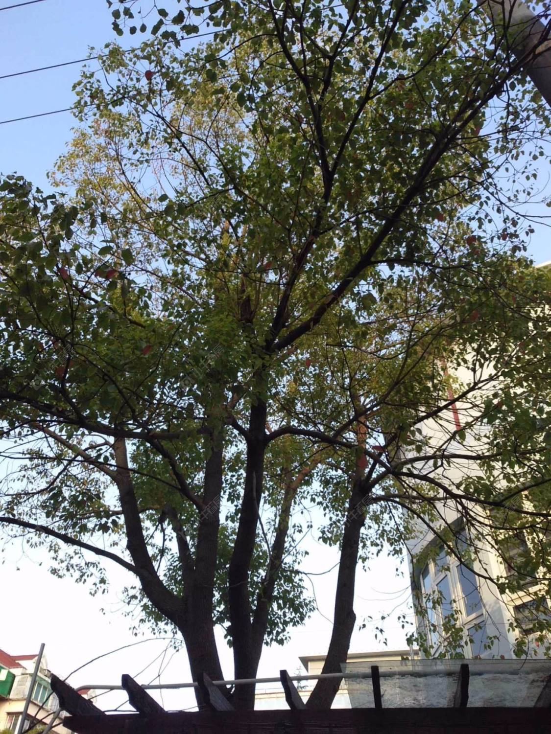 上海云台路255弄小区_云台路255弄小区null