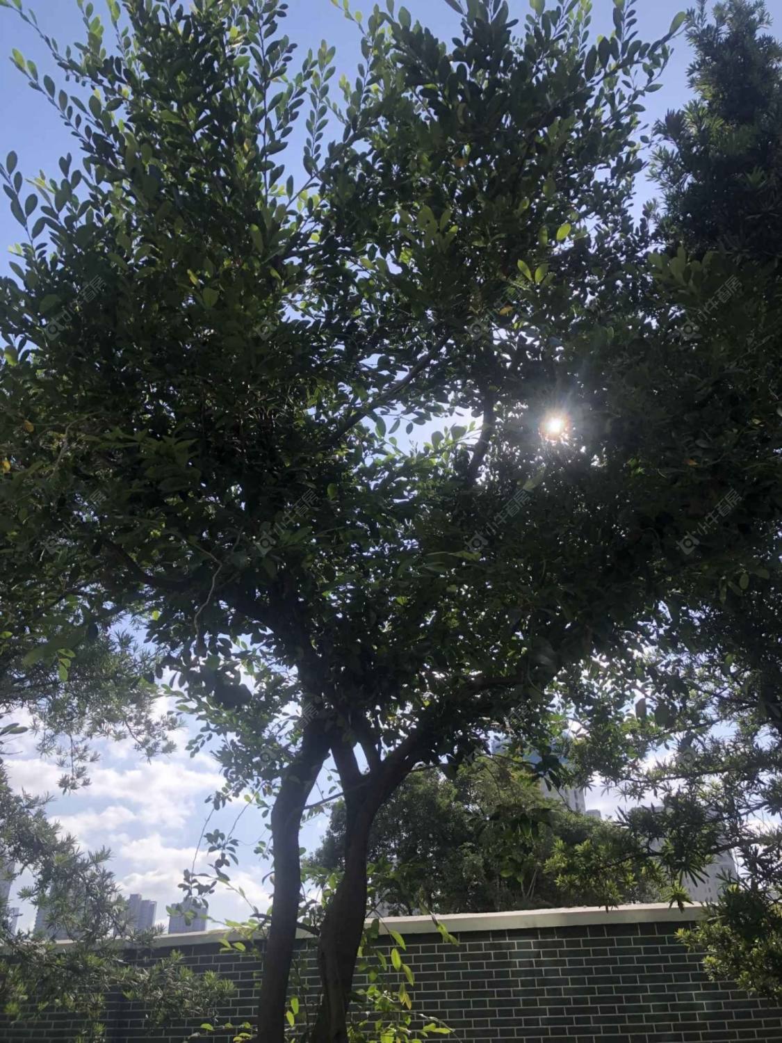 上海局南村小区_局南村小区null