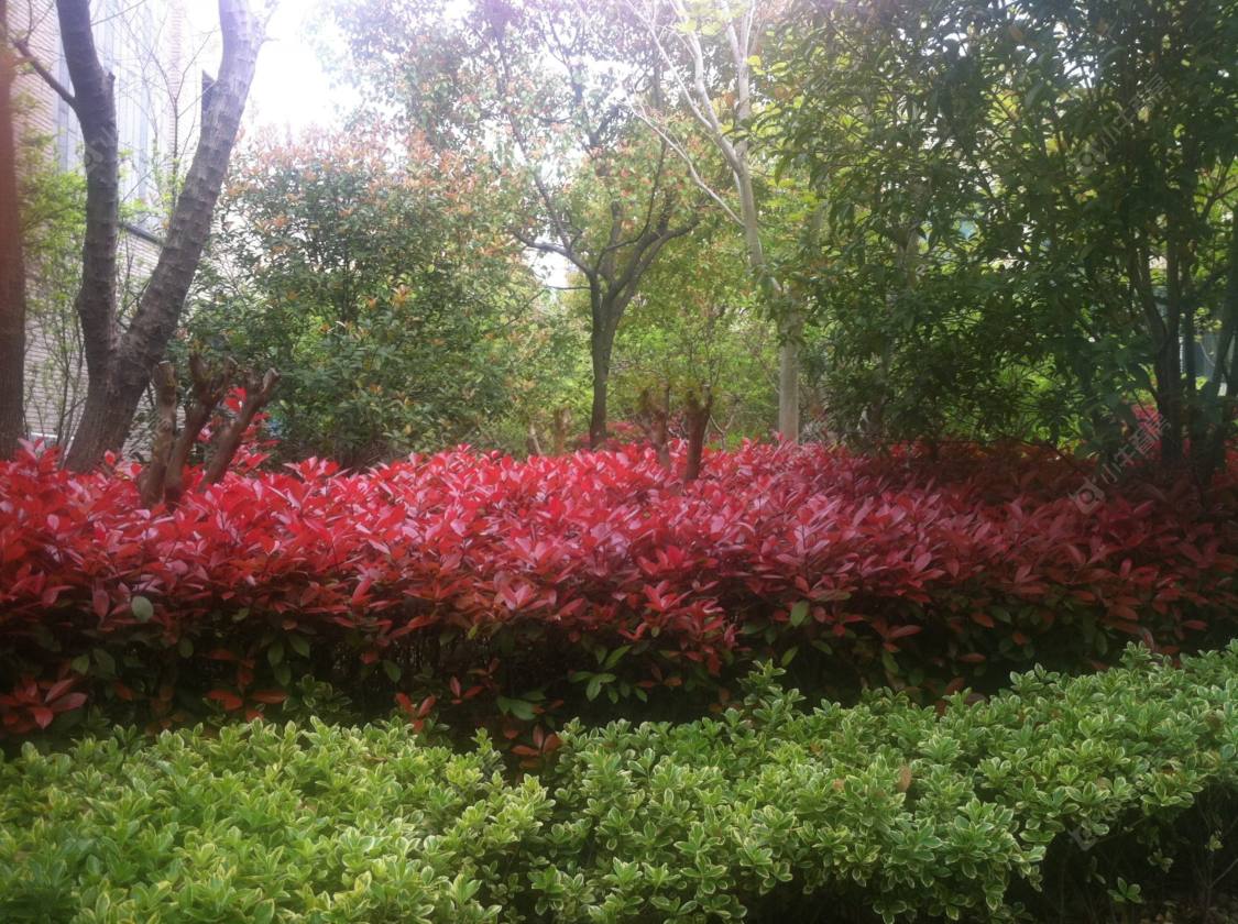 上海白金院邸别墅区小区_白金院邸别墅区小区null