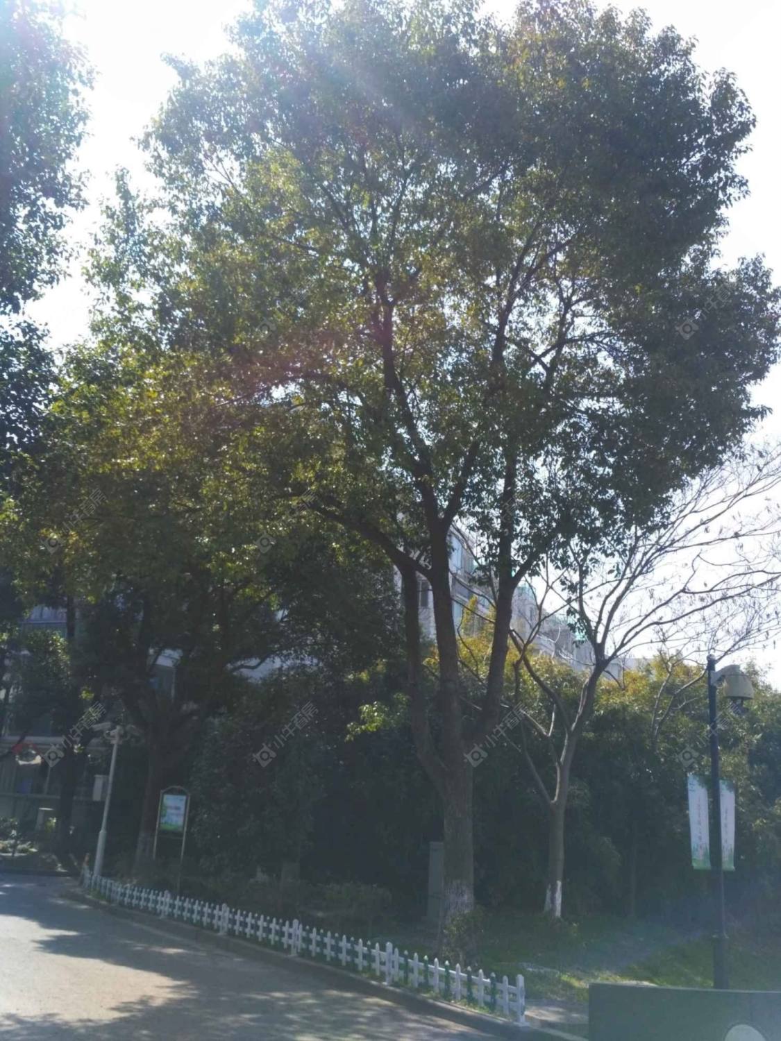 上海陈华港小区小区_陈华港小区小区null