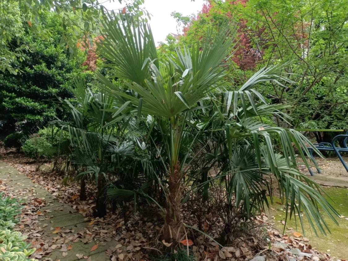 上海明卫佳苑西区小区_明卫佳苑西区小区null