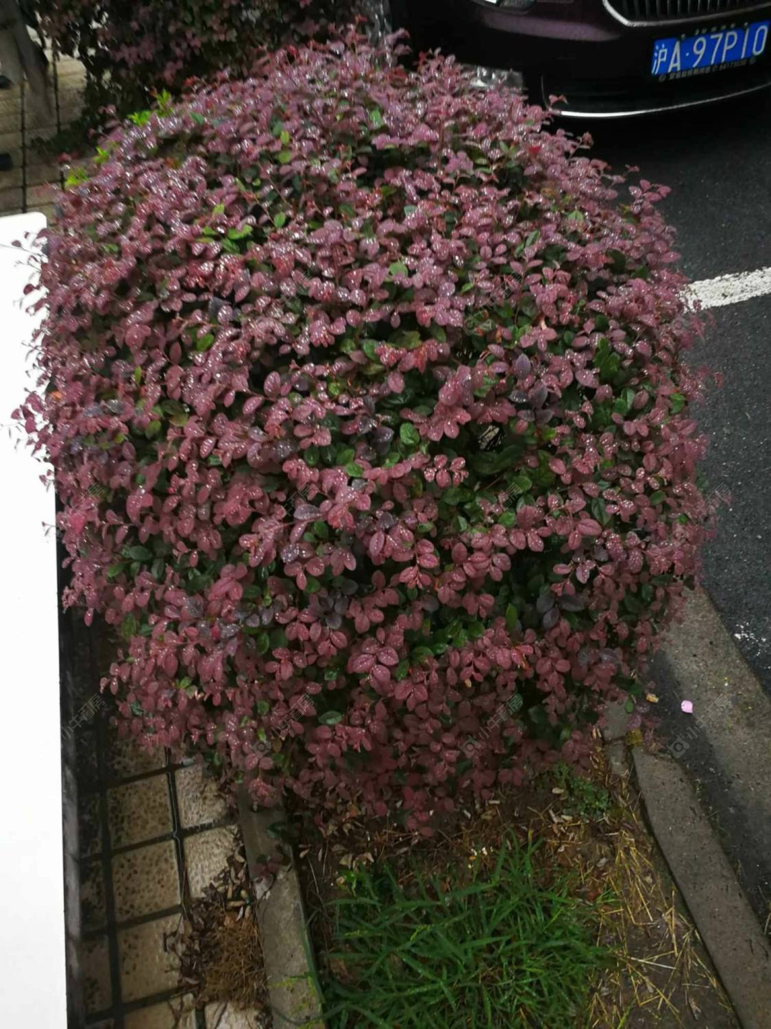 上海虹莘新村南区小区_虹莘新村南区小区null