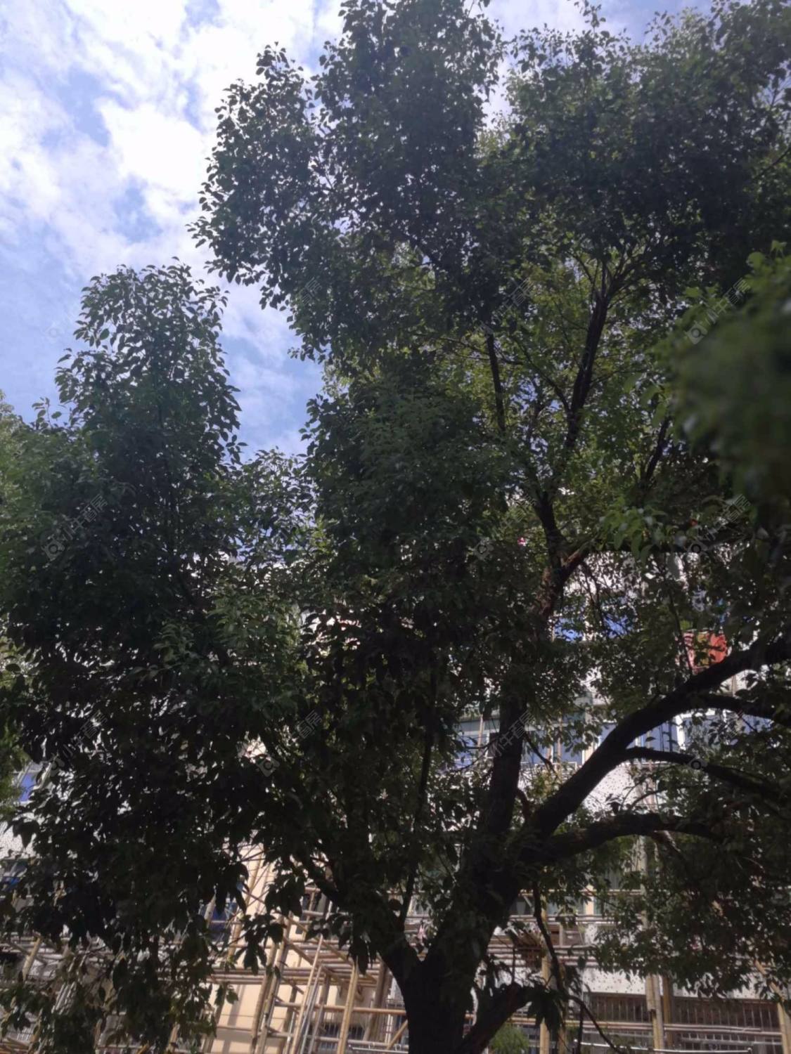 上海黎安四村小区_黎安四村小区null