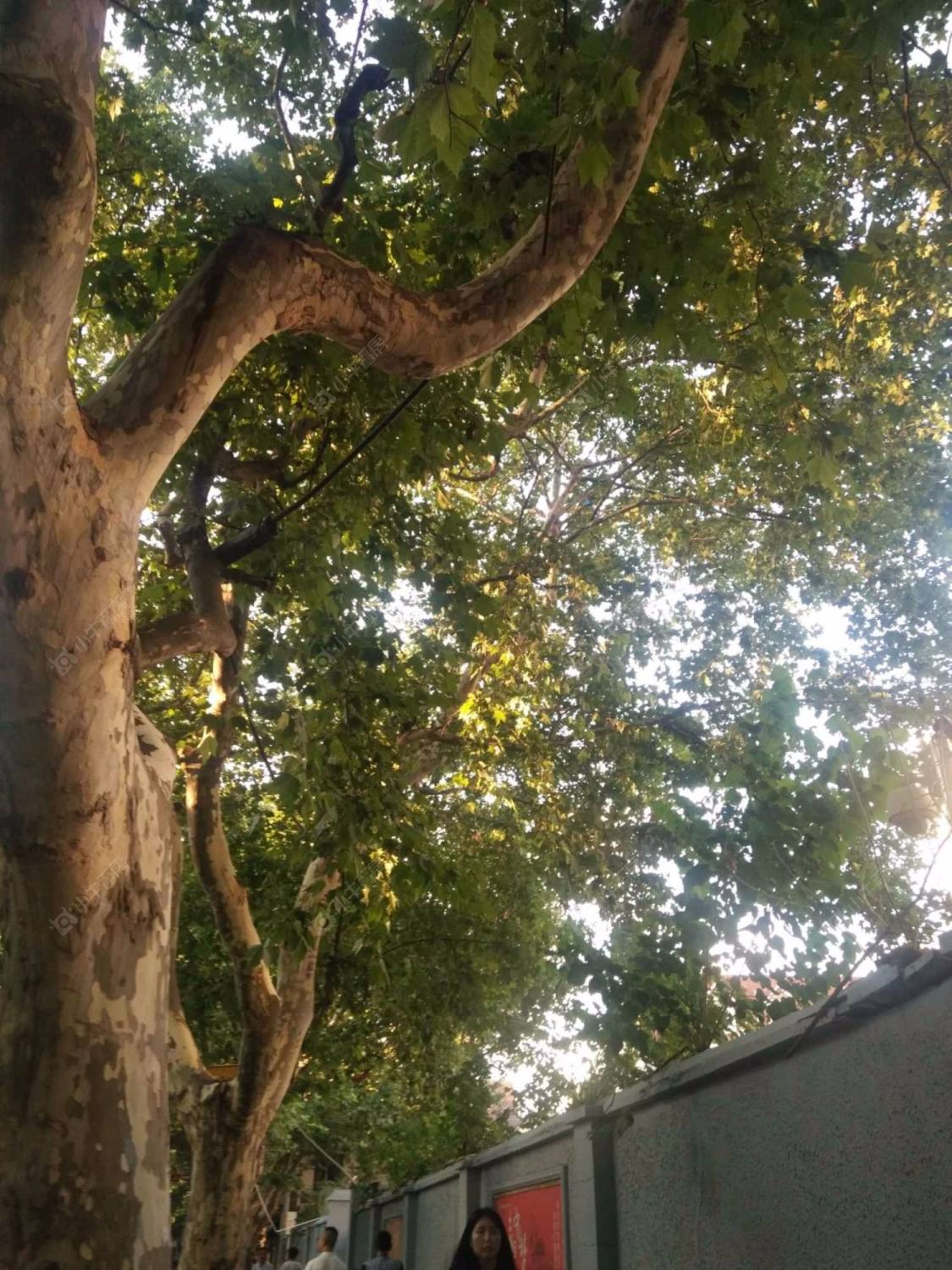 上海襄阳南路429弄小区_襄阳南路429弄小区null